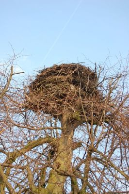 Bociania interwencja strażaków