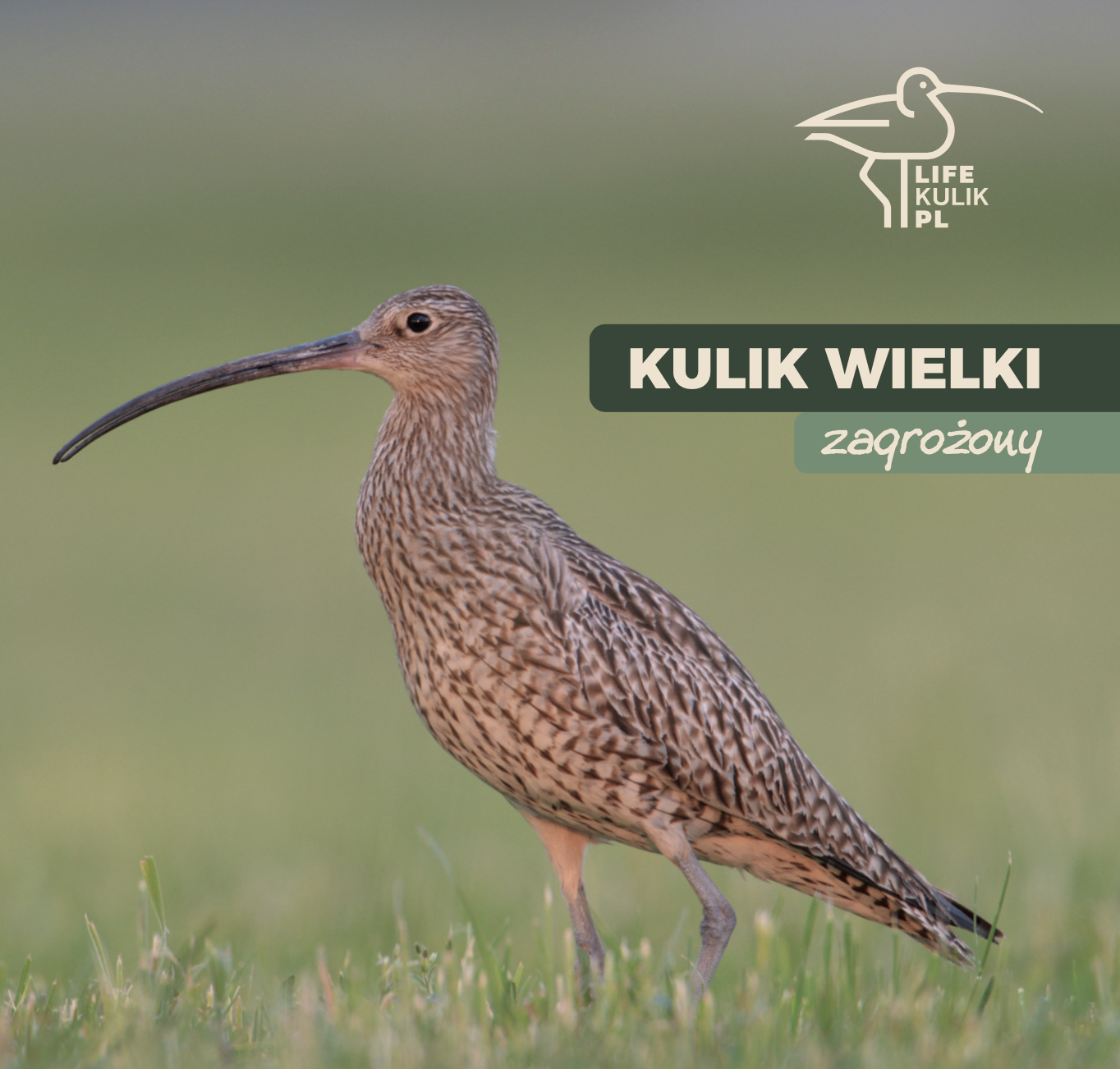 Kulik wielki zagrozony folder 