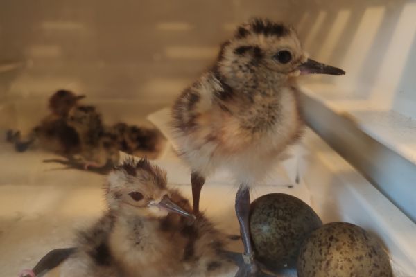 Breeding success! We have Eurasian Curlew chicks!
