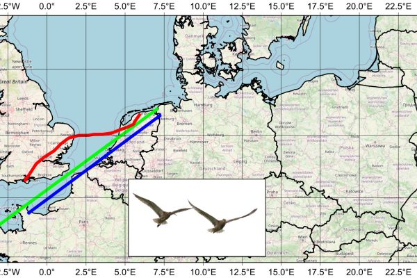 Powroty kulików wielkich