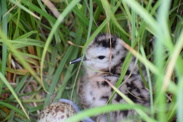 Summary of the first season of active protection of the Eurasian Curlew