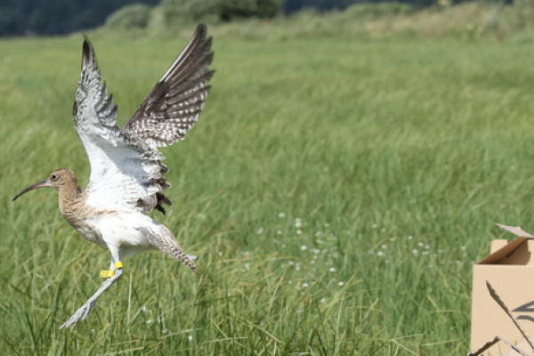 OKO.press: Słoń wśród ptaków jest w niebezpieczeństwie. Jak go uratować?