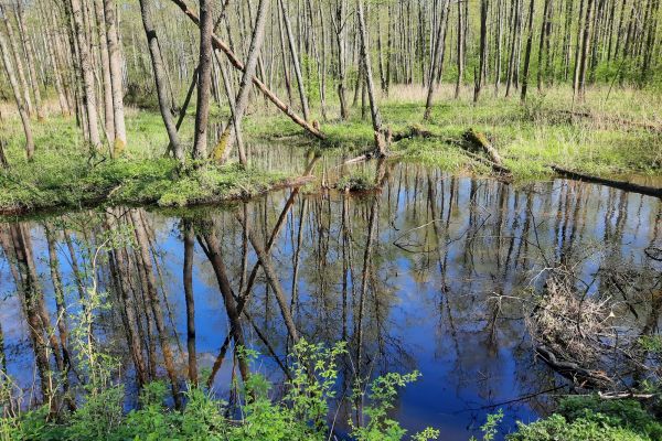 Ogłoszenie o naborze na stanowisko - Koordynatora administracyjno-finansowego projektu