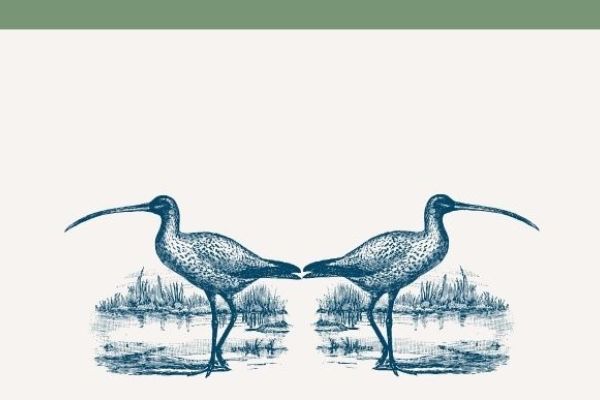 Konkurs – kulik w wycinance.