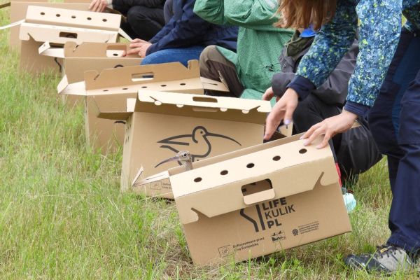 Powrót Kulików do natury